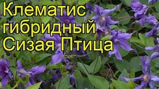 Клематис гибридный Сизая Птица. Краткий обзор, описание характеристик clematis Sizaia Ptitsa