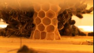 FOO for BEE (Сироп для подкормки пчёл . Syrup for feeding bees)