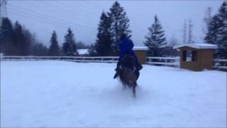Verdens rareste hest