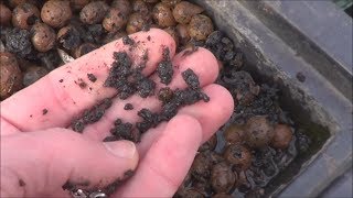 The Dangers of Clay Pellets for Your Aquaponic Garden