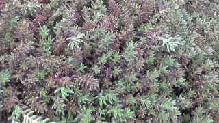 Почвопокровные растения "Очитки (Седумы)" Groundcover "stonecrop (sedum)"