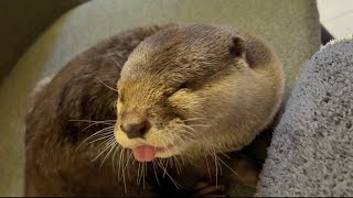 見えない位置からツンツンしたら期待通りの反応をしてくれたカワウソ！ The otter reacted as expected when I tsunted it.