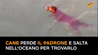 Сane perde il padrone e salta nell’oceano per trovarlo