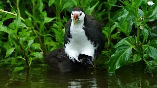 白腹秧雞不請自來－親鳥育雛畫面吸睛 Newborn White breasted Water Hen Chicks