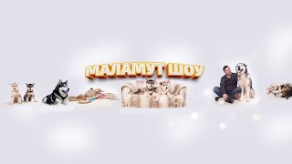 МАЛАМУТ ШОУ | ЩЕНКИ ОНЛАЙН. Puppy online | Malamutes Show online