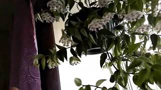 ХОЙЯ в домашних условиях. Обильное ЦВЕТЕНИЕ!!!