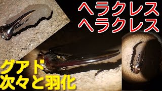 ヘラクレスオオカブトムシ。グアドループ(Y16♀Y9♀Y14♂Y5♂)