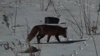 Red Fox Hunting For Voles