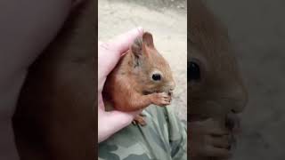 Ушастик всё ещё доверяет мне / Ushastik still trusts me