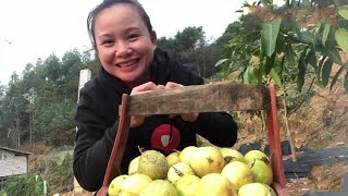 9妹去百果園溜達，發現許久沒管的百香果熟了，竟摘了滿滿一大桶【巧婦9妹】
