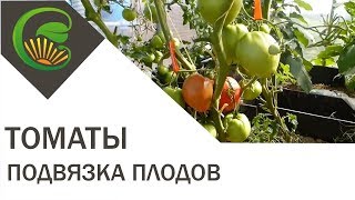 Подвязка крупноплодных томатов