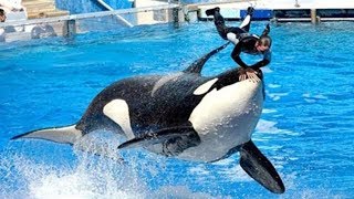 5 ДРЕССИРОВЩИКОВ, КОТОРЫЕ ПОГИБЛИ НА РАБОТЕ