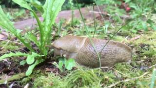 Pacific Banana Slug Eats Dandelion Green