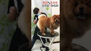 犬將毛孩の家-挑戰全手剪鬆獅犬 「阿忠美容師」|中永和新店寵物沙龍旅館