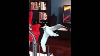 The Birdcage 2 - AR trailer