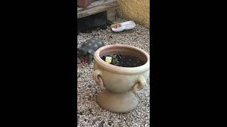 Tartarughe:  Marginata vs Tartaruga d’acqua dolce