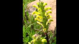 МЫТНИК  (PEDICULARIS)  сем. Норичковые