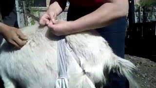 Лифчик для козы или козы тоже люди.