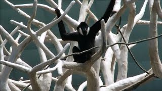 Gibbon Ape Swinging Fast - Showing Off & Checking To See If Everyone Is Watching
