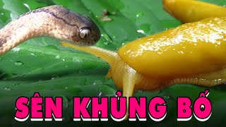 Tồn Tại Loài Sâu Săn Mồi Cực Đỉnh & Phi Thường | Khám Phá Động Vật