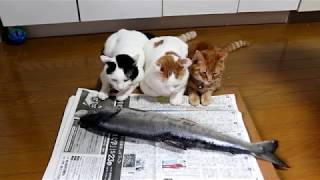 生鮭と猫　Raw salmon and cat
