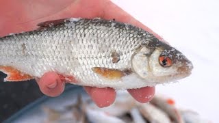 Плотва зимой  Как и какими снастями ловить плотву зимой на мормышку