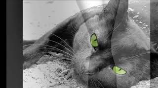 Ник Ким и группа Арамис   Кот кошку любил