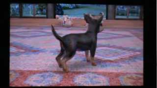 nintendogs + cats acheter un chien