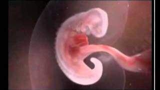 How A Baby Is Developed