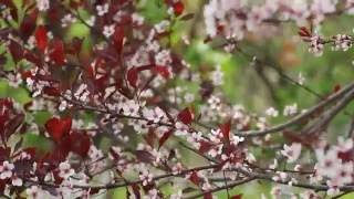 Free HD Stock Footage. Nature. Spring blossom in wind. Футаж. Цветущее дерево весной.