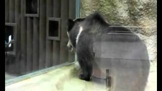 Heavy Metal Bear - El Oso Heavy
