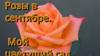 Розы!  Цветение роз в сентябре!  Мой сад в цвету!