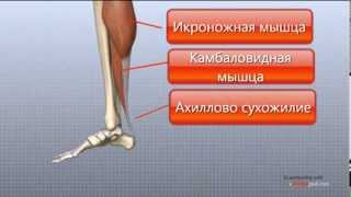 Голеностопный сустав. Анатомия. Анимированный Учебник