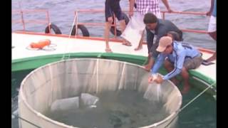 INP realizó la siembra de 58 mil larvas de camarón blanco en jaula marina