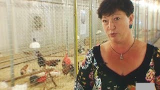 40 пород кур на одной выставке