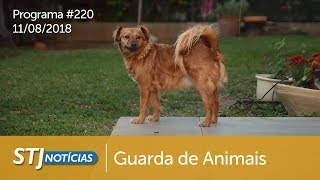 STJ Notícias # 220 - Guarda de animal (11/08/2018)