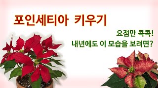 포인세티아 키우기. 중요한 점만 콕콕 집어드려요. 내년에도 예쁜 모습을 보려면?