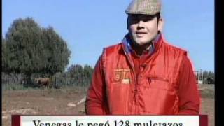 TOROS INDULTADOS DE "TORREHANDILLA" - "TORREHERBEROS"