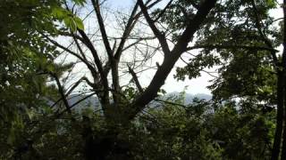 Liviu Becichi CLUJULE, gradină mare wmv