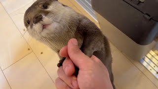 カワウソと猫のいる家に有能な新入りが増えた！？ competent new addition to a house with an otter and a cat!