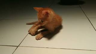 ANAK PUNGUT SUDAH NYAMAN DI RUMAH BARU. SI MANIS YANG MANJA DAN SENANG BERMAIN