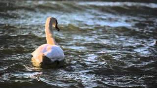 Swan shot with Tokina ATX 70-200mm f2.8 Canon 550D