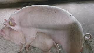Pig mating (Namakkal Female X Mannuthy Male) @ Yathra Farms