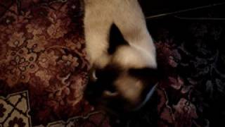 My cat and Bach