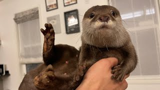 体の隅から隅までまさぐってくるフェチカワウソ An otter groping every inch of its body