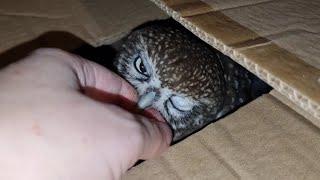 У сычика Лучика новый дом-бункер-штаб-танк: руки не сувать в крепость суча! Сова и коробочка