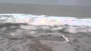 Manipulation d'un Requin Blanc !