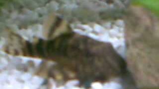 peckoltia o panaloque maccus?