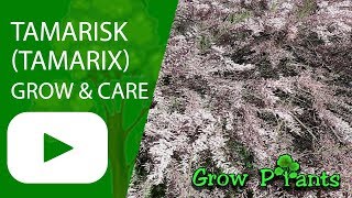 Tamarisk  - grow & care (Tamarix)
