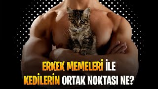 Erkek Memeleri, Kaliko Kedileri ve Kadınların Ortak Noktası